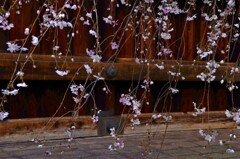 春風にそよぐ。。。！
