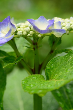 雨がお似合いです。。。！