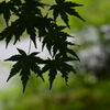 静寂の池　②。。。！