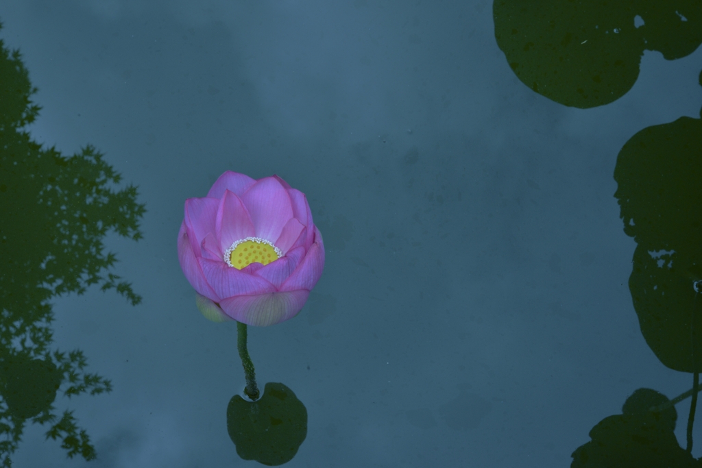 水面のバレリーナ　②　。。。！