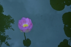 水面のバレリーナ　②　。。。！