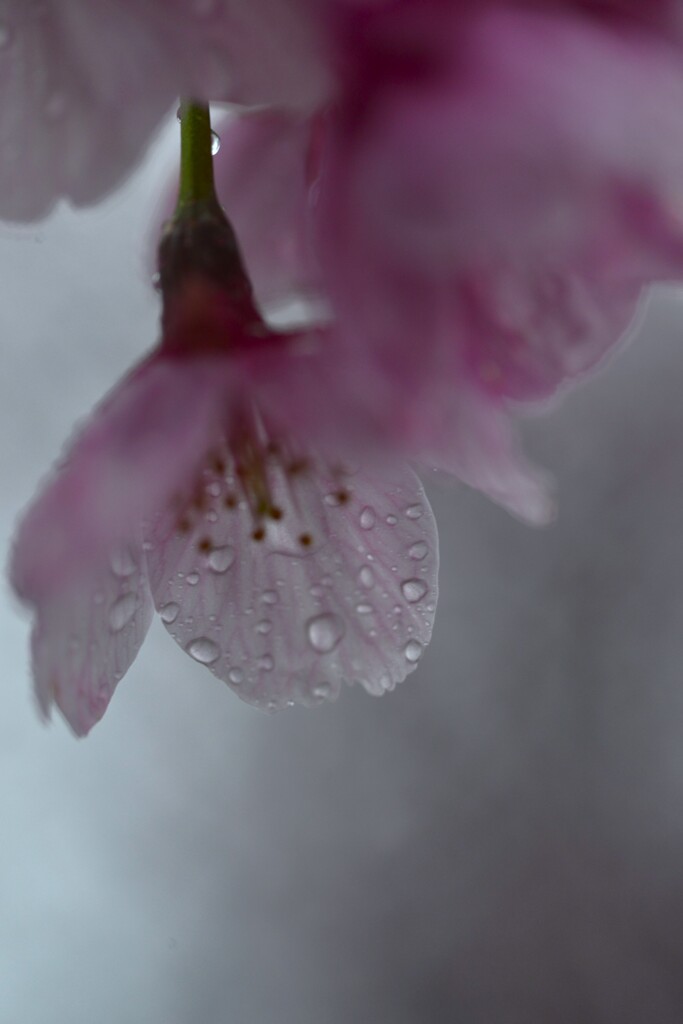 雨にも負けず　➁。。。！