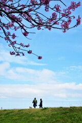 陽光桜の堤を歩く。。。！
