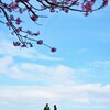 陽光桜の堤を歩く。。。！