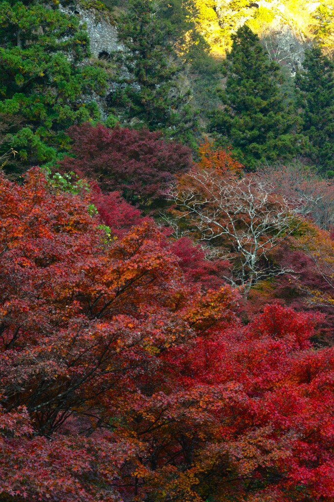 秋衣　➂。。。！