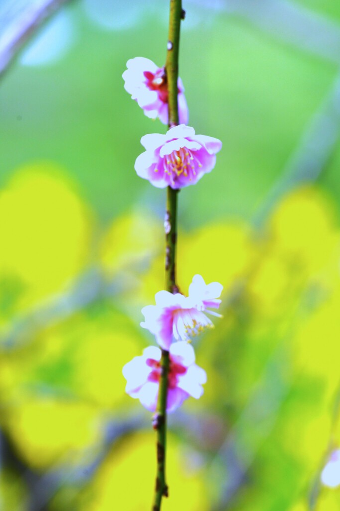 夢の春。。。！