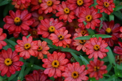 花たちの集合写真 ①。。。! 花たちの集合写真 ①。。。!