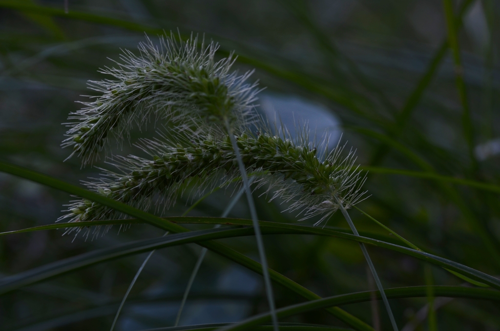 秋を告げる足音　①　。。。！