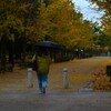 銀杏の詩　①。。。！