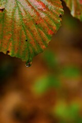 秋枯れに涙。。。！