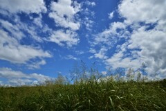 散歩道にて　①。。。！