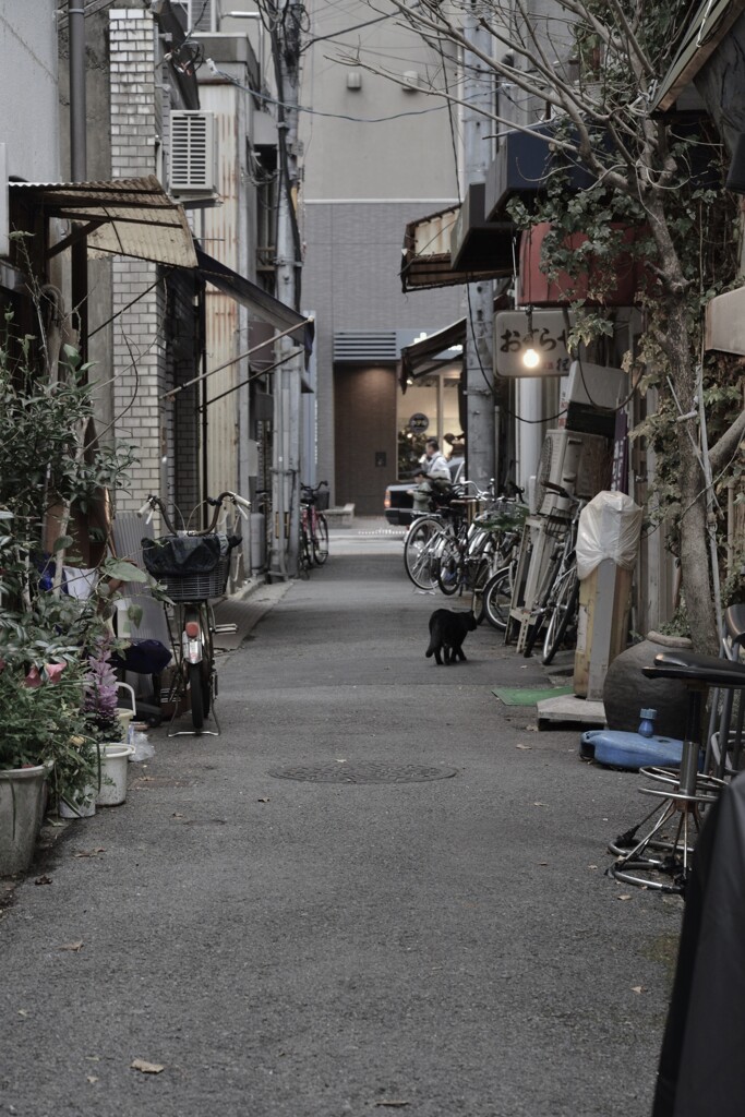 路地裏物語．．負け猫の遠声　④。。。！