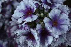 冬花　⑤。。。！