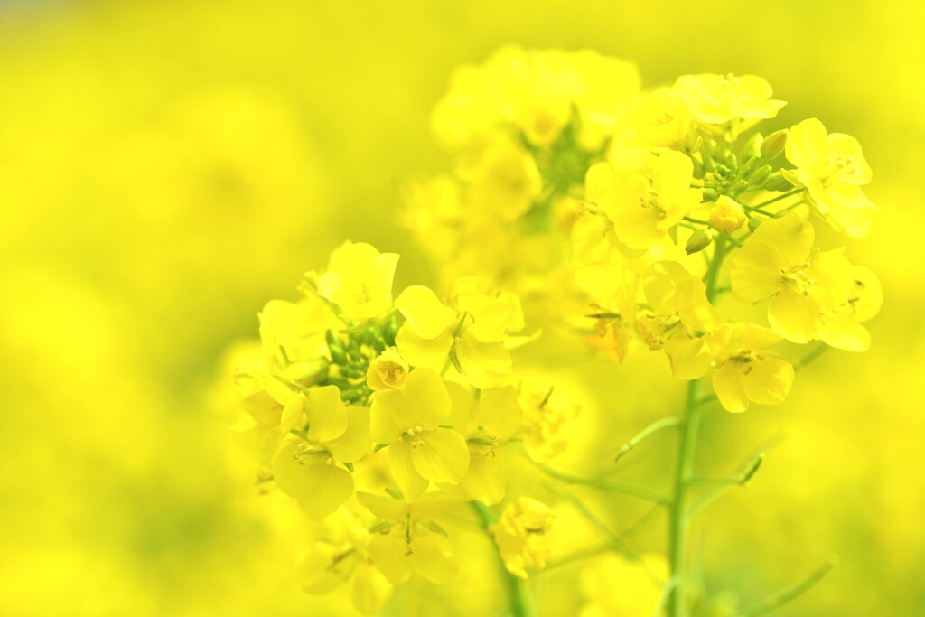 春一番．．菜の花　④。。。！