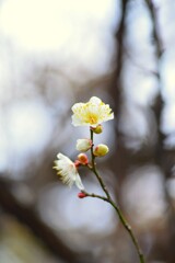 白い梅一輪　②。。。！