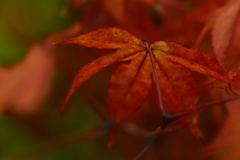 この秋を探して ④。。。! この秋を探して ④。。。!