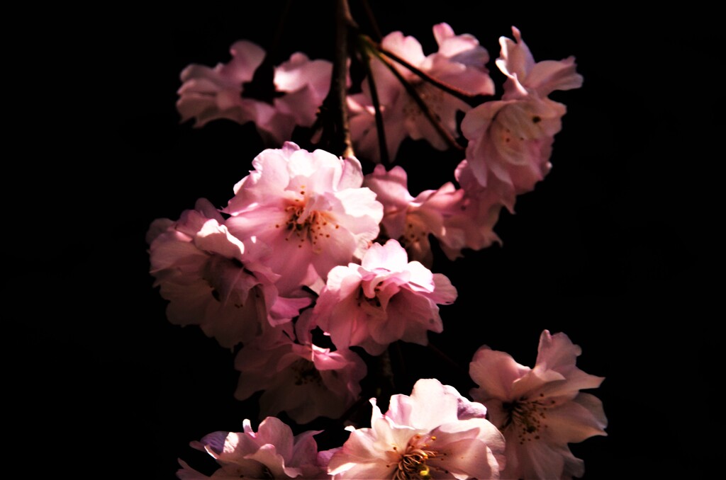 夜桜カルテット。。。！