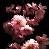夜桜カルテット。。。！