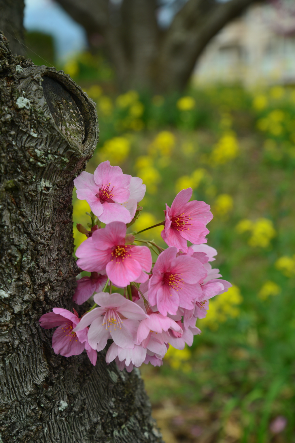 春を満喫する　➂。。。！