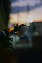 悲しげに白椿　⑤。。。！