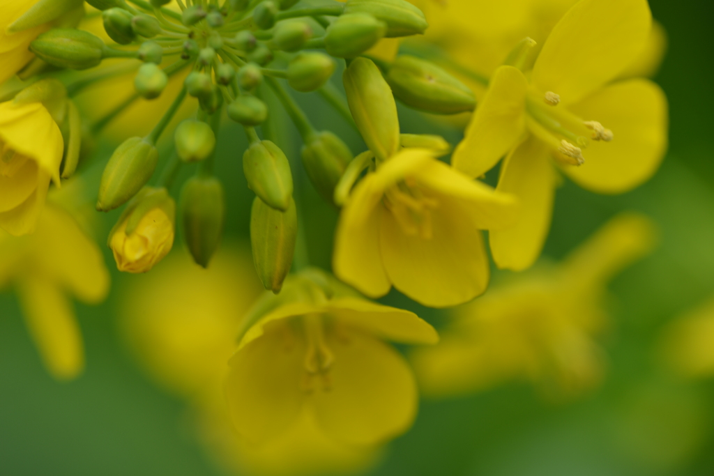 春一番．．菜の花　➁。。。！