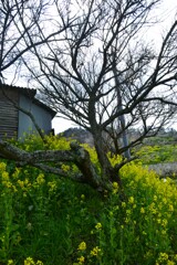 七折梅林．．野花たち　➂。。。！