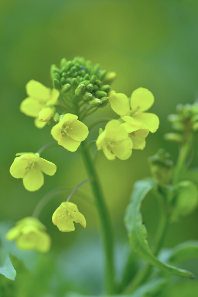 菜の花の春まだ浅し　②。。。！