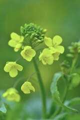 菜の花の春まだ浅し　②。。。！
