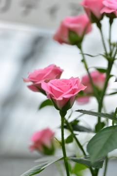 7月7日の薔薇　②。。。！