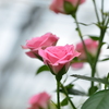 7月7日の薔薇　②。。。！