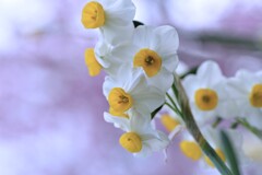 春風に乗って　➁。。。！