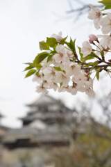 松山城．．百花繚乱　①。。。！