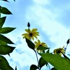 秋風に吹かれて　④。。。！