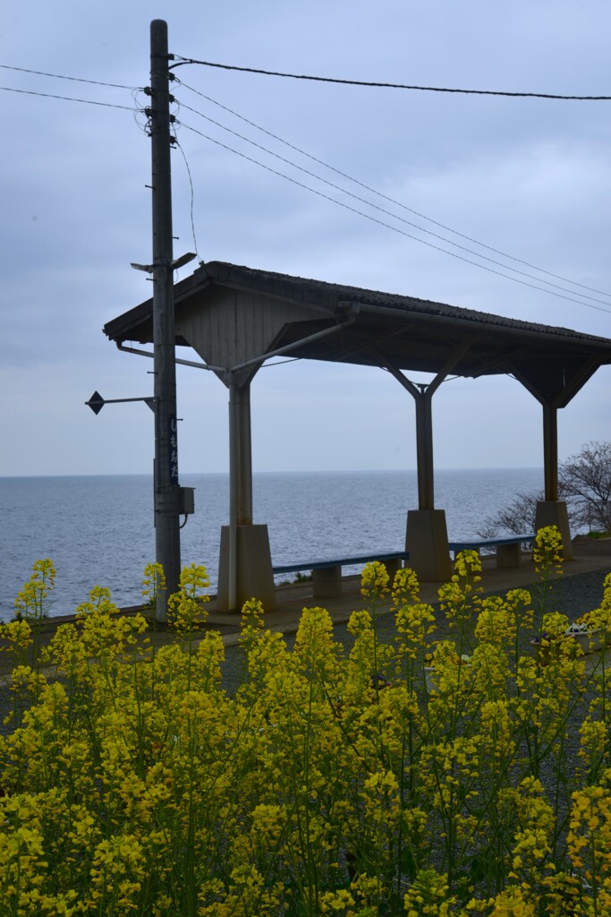下灘駅と菜の花　④。。。！