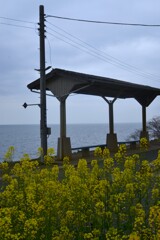 下灘駅と菜の花　④。。。！