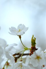 うば桜．．春が来た　④。。。！