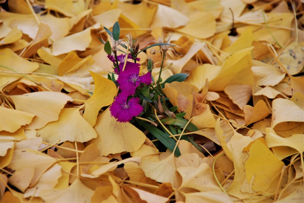 頑張って。。。！