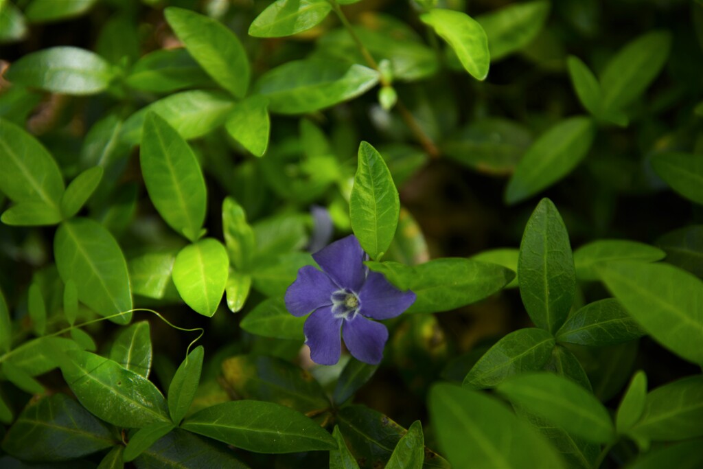 みどりの日　①。。。！