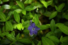 みどりの日　①。。。！