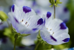 紋白蝶の花。。。！