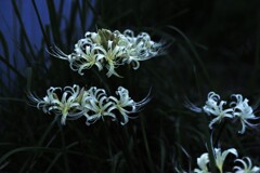 妖艶の彼岸花 ⑤。。。! 妖艶の彼岸花 ⑤。。。!