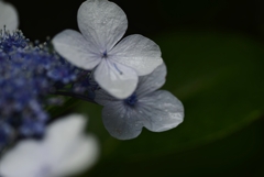 六月の涙花　③。。。！