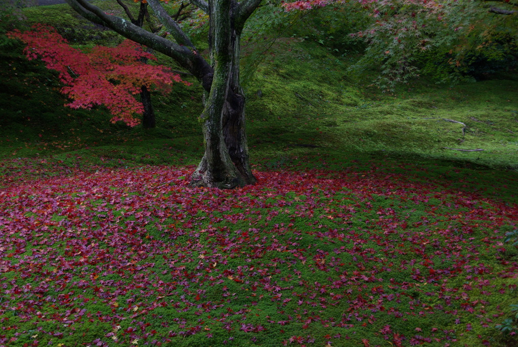 一人ぼっちの秋　。。。！