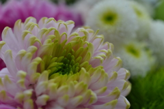 愛しの花束を　➂。。。！