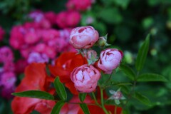 華やかなバラの咲く　④。。。！