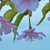 瀬戸内海に春が来た　②。。。！