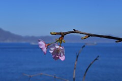 春待ち．．頬紅　④。。。！