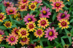 花たちの集合写真 ②。。。! 花たちの集合写真 ②。。。!