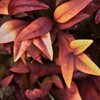冬の植物図鑑　①。。。！