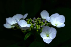 怪しく清く　①。。。！